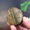 Carved Green Sandalwood Turtle Shell – Wealth Prosperity Ornament (4)